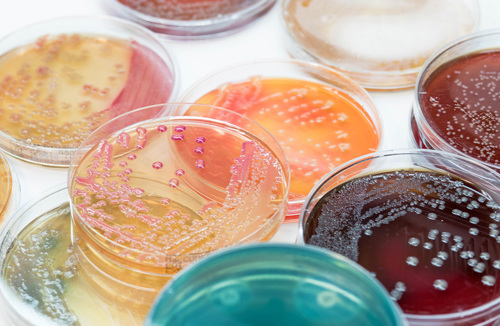 Mikrobiologie bei Labor Staber