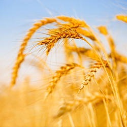 Glutenunverträglichkeit