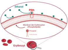 PEth